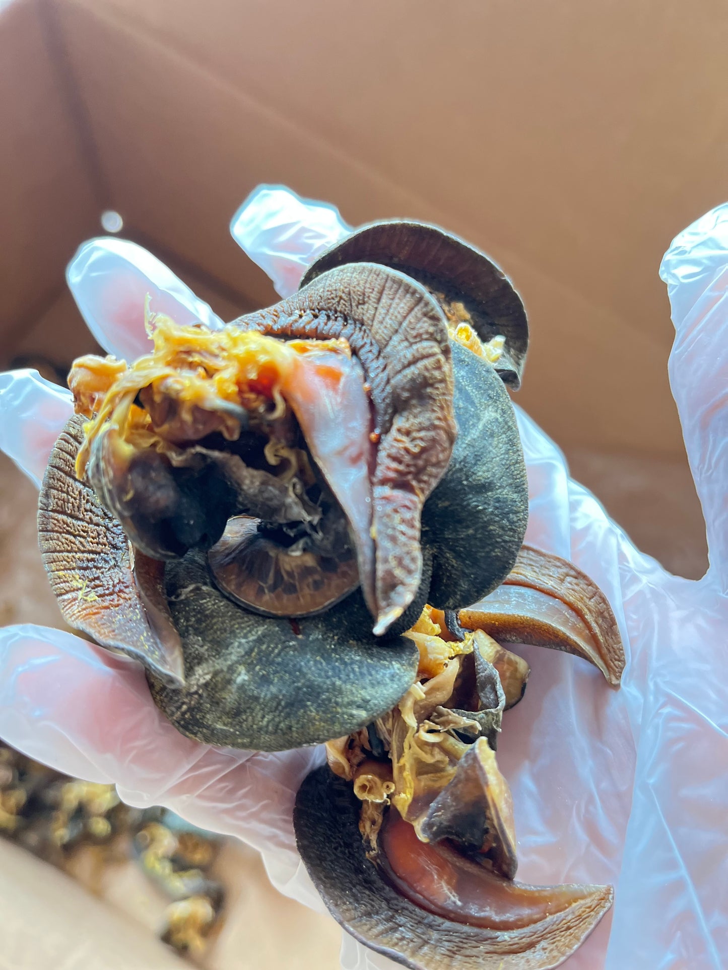 Oven Dried Snail